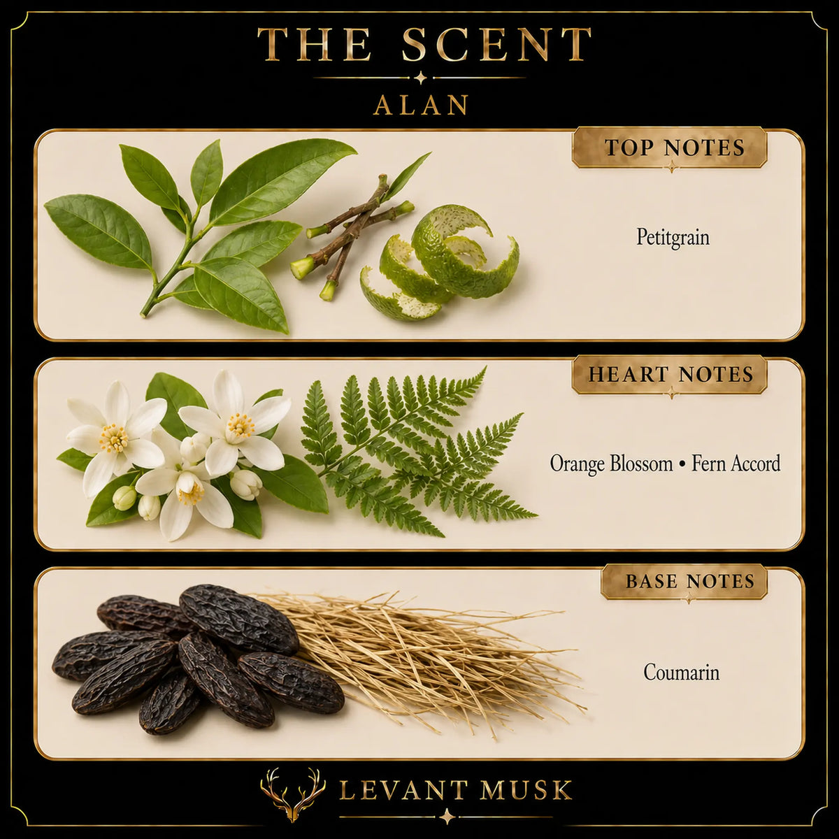 A branded scent profile graphic for ALAN by Levant Musk showing top, heart, and base notes with illustrated botanical ingredients: Petitgrain citrus leaves and peel, Orange Blossom and Fern Accord flowers and fern, and Coumarin dark brown pods and dried grass.