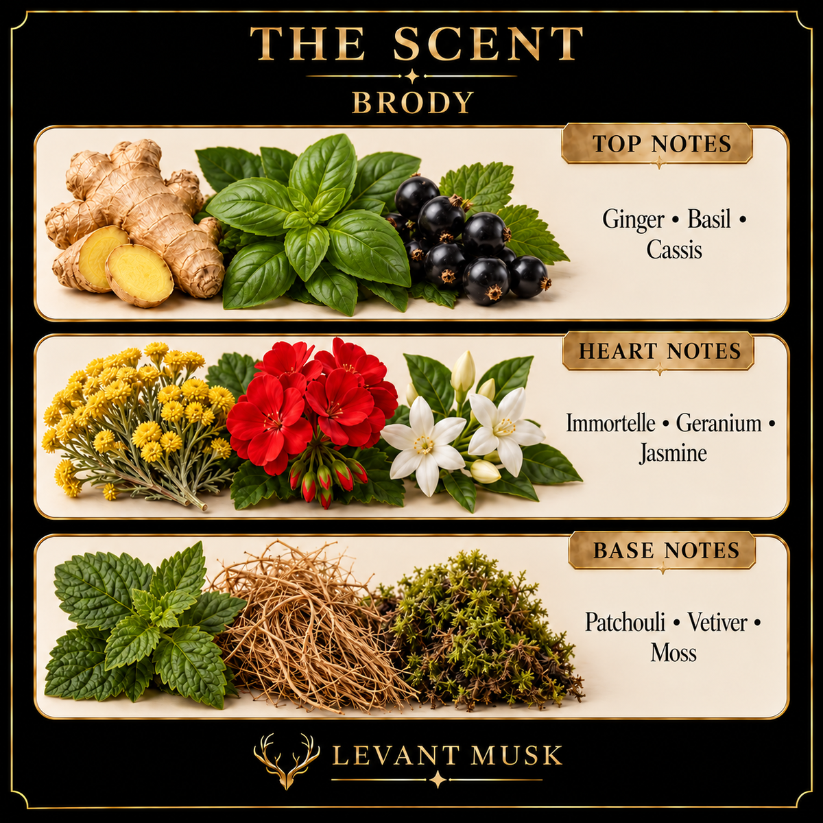 BRODY by Levant Musk notes card showing ginger, basil and cassis top notes, floral heart, and earthy base.