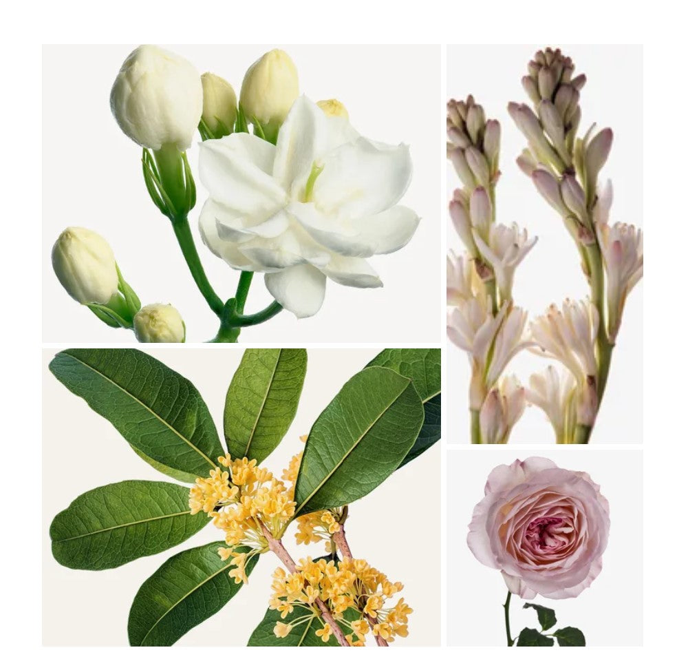 Hadeel fragrance styled with notes of centifolia rose, sambac jasmine, and osmanthus