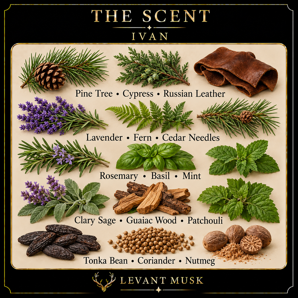 IVAN main notes: Pine Tree; Cypress; Russian Leather; Lavender; Fern; Cedar Needles; Rosemary; Basil; Mint; Clary Sage; Guaiac Wood; Patchouli; Tonka Bean; Coriander; Nutmeg.