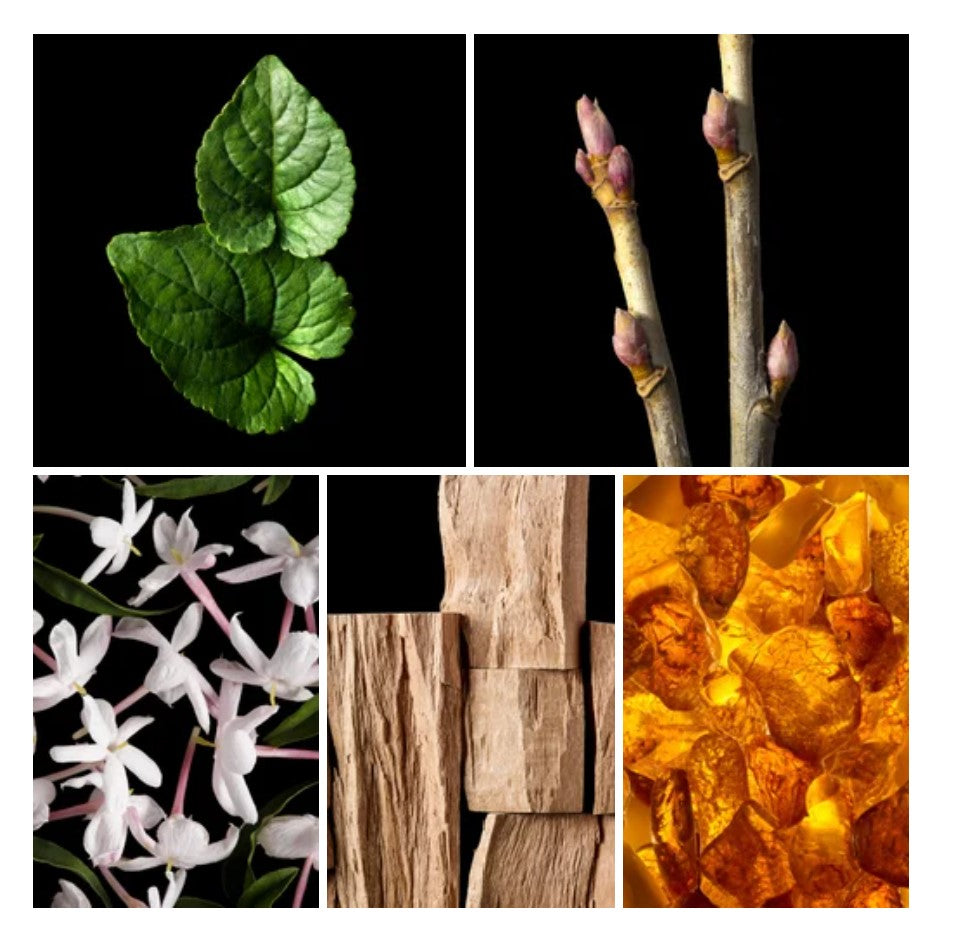 Mazen fragrance styled with notes of violet leaf, jasmine, and oakmoss