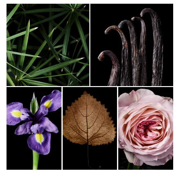 Pasha fragrance styled with notes of lavender, iris, and vanilla