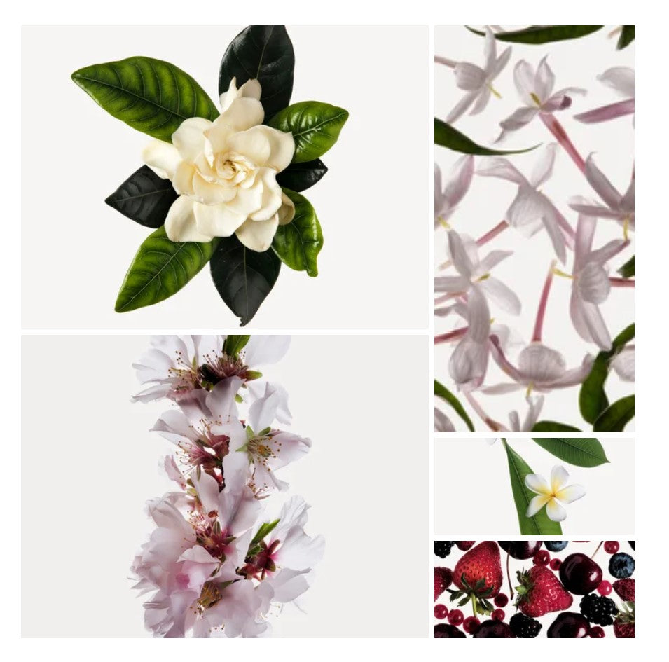Ruba fragrance styled with notes of pear blossom, white gardenia, and patchouli