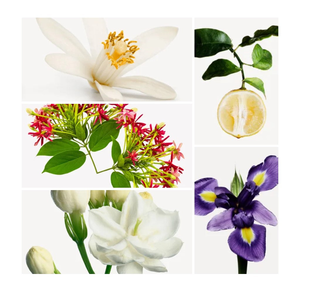 Basom fragrance styled with notes of jasmine bud, tuberose, and rangoon creeper