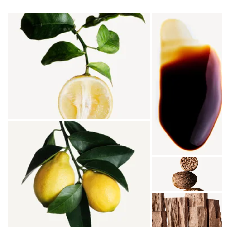 Dali fragrance styled with notes of citron, sage, and peru balsam