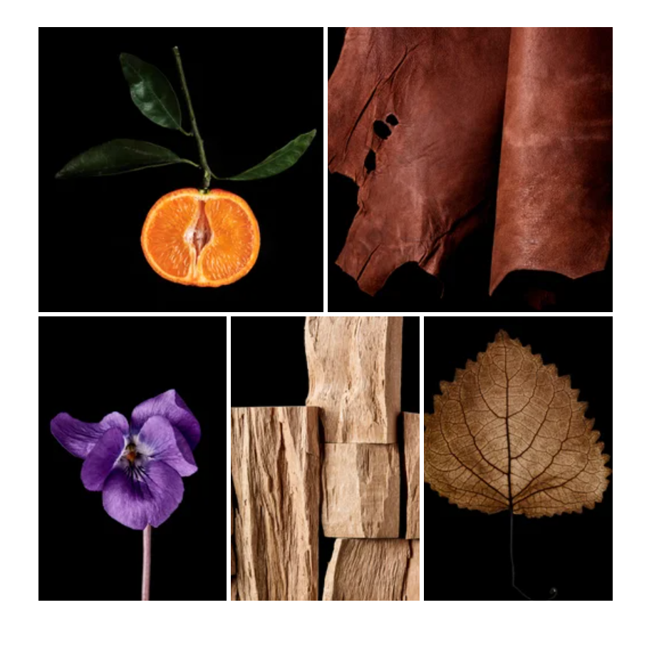 Fadi fragrance styled with notes of nutmeg flower, violet leaf, and leather