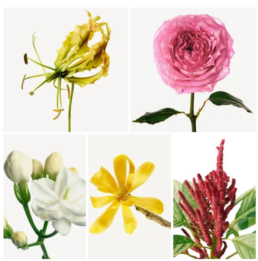 Jaida fragrance styled with notes of pear, jasmine, and musk