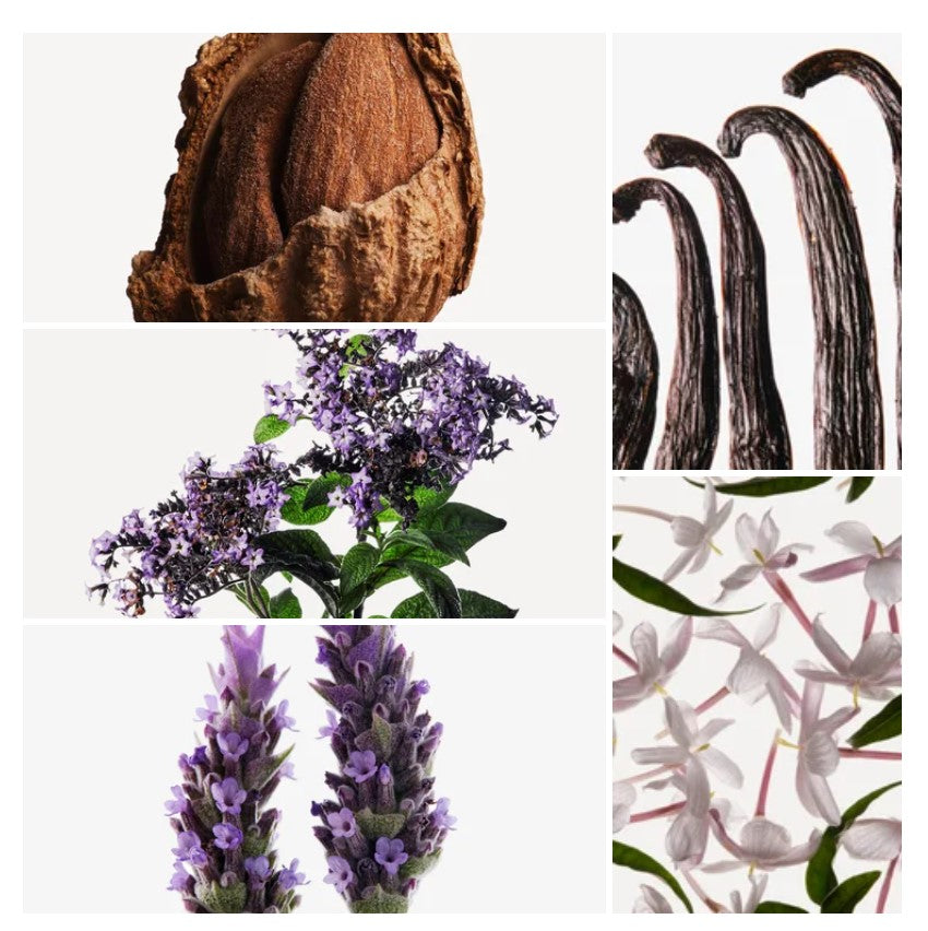 Jawad fragrance styled with notes of heliotrope, bitter almond, and vanilla