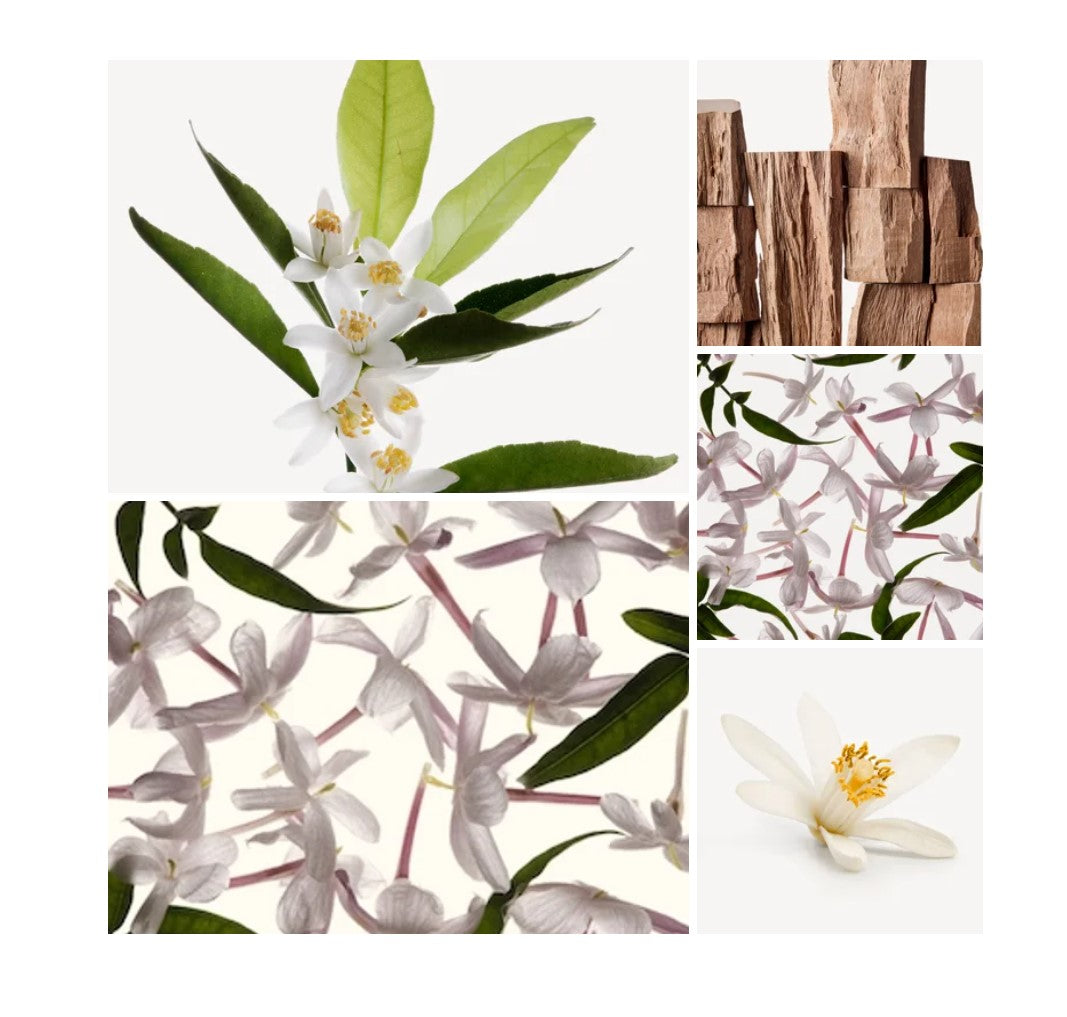 Leena fragrance styled with notes of pink pepper, iris, and powdery notes