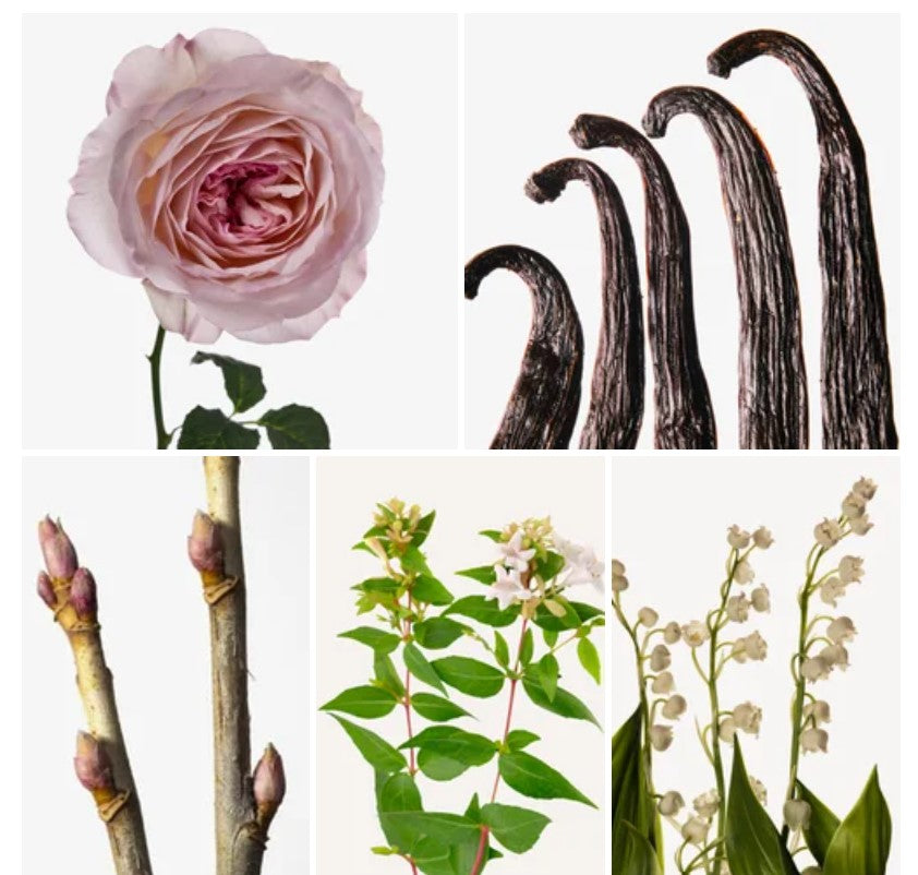 Hibiscus Mahajád 50ml Maison Crivelli Amazon.com : MAISON CRIVELLI | Hibiscus Mahajád Extrait de