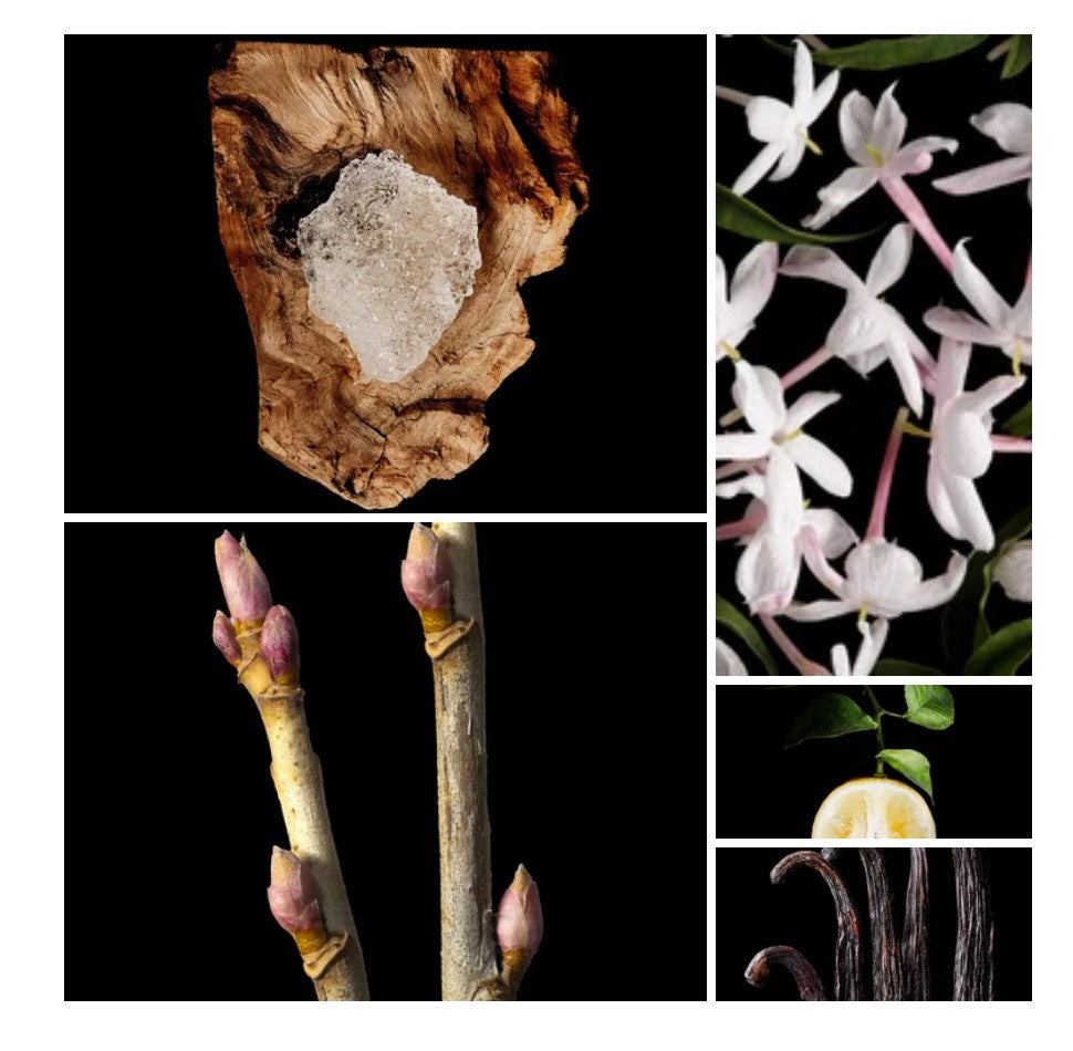 Lujain fragrance styled with notes of almond, frangipani, and sandalwood