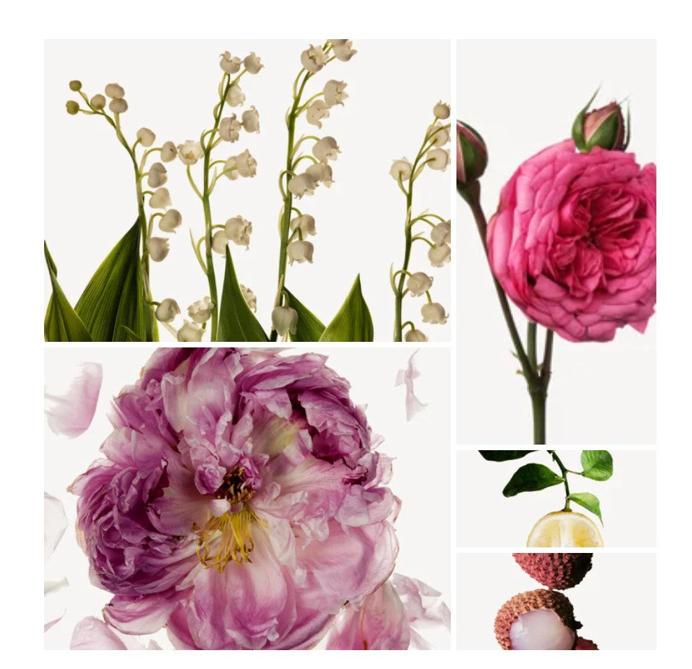 Manal fragrance styled with notes of bergamot, damascena rose, and vanilla