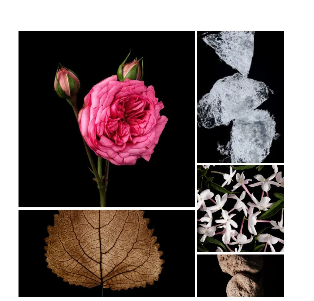 Maram fragrance styled with notes of primofiore lemon, damascena rose, and patchouli