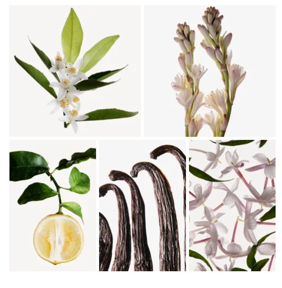 Masa fragrance styled with notes of orange blossom, tuberose, and madagascar vanilla