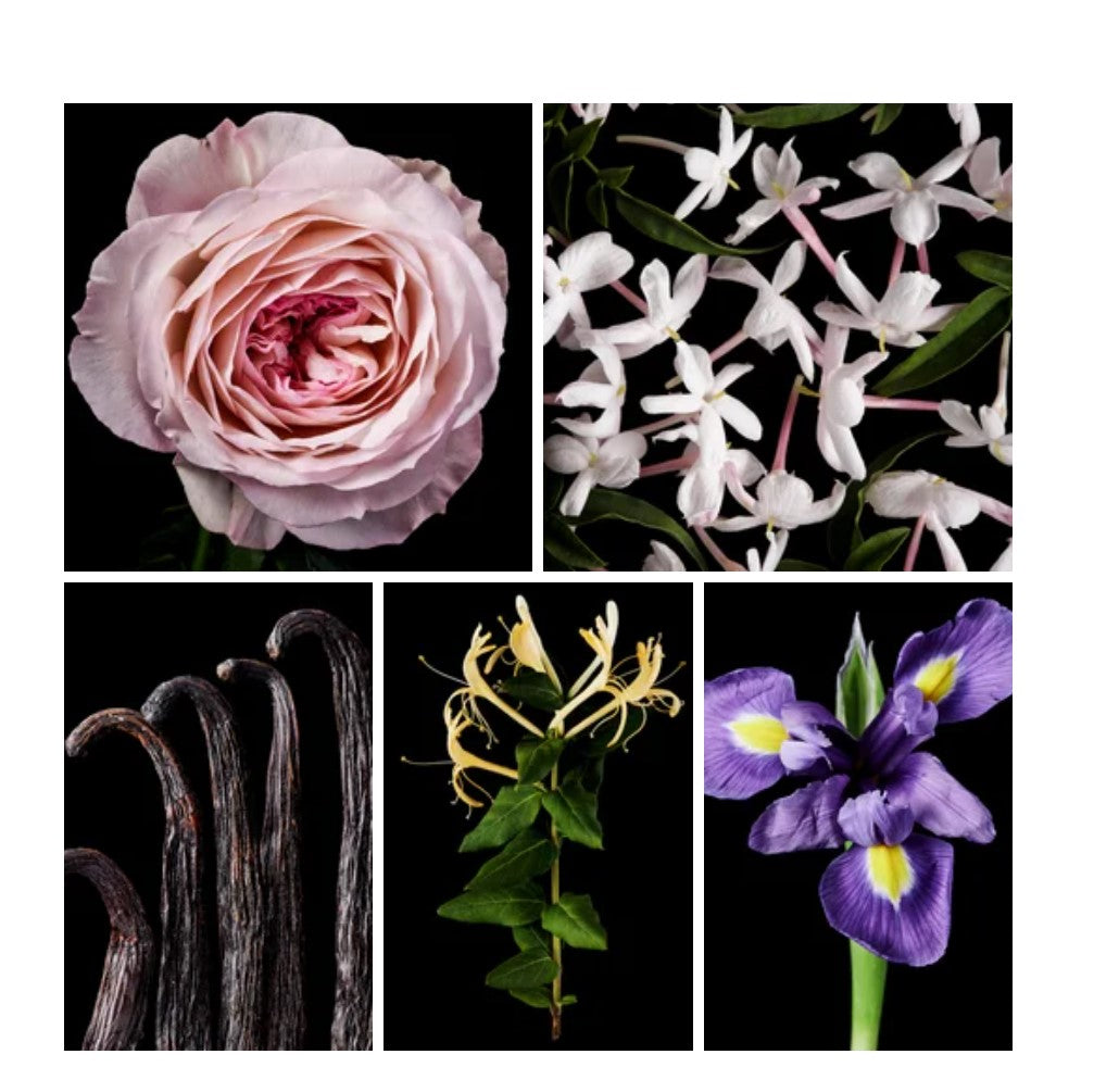 Monroe fragrance styled with notes of neroli, rose, and marshmallow