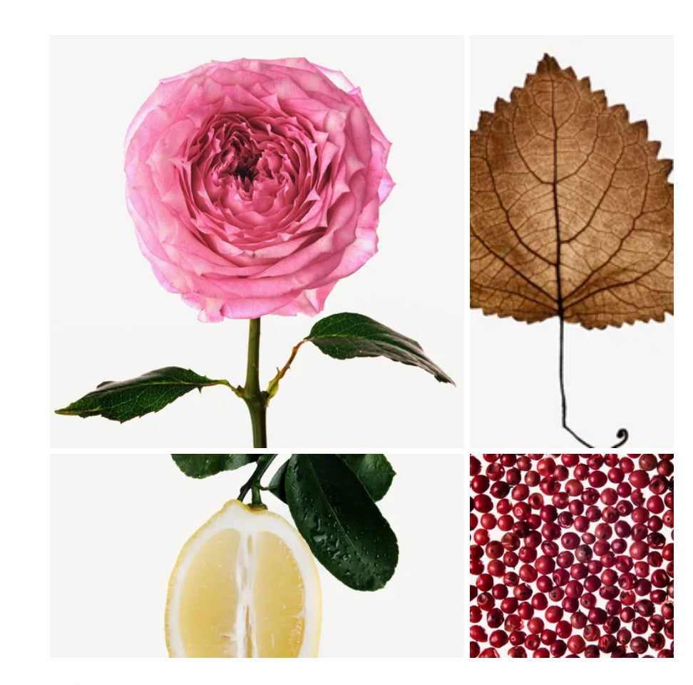 Najwan fragrance styled with notes of lemon, damascena rose, and patchouli
