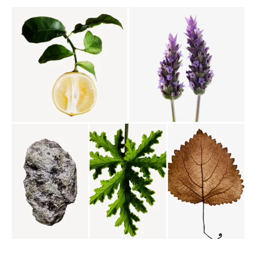 Qais fragrance styled with notes of bergamot, lavender, and ambroxan