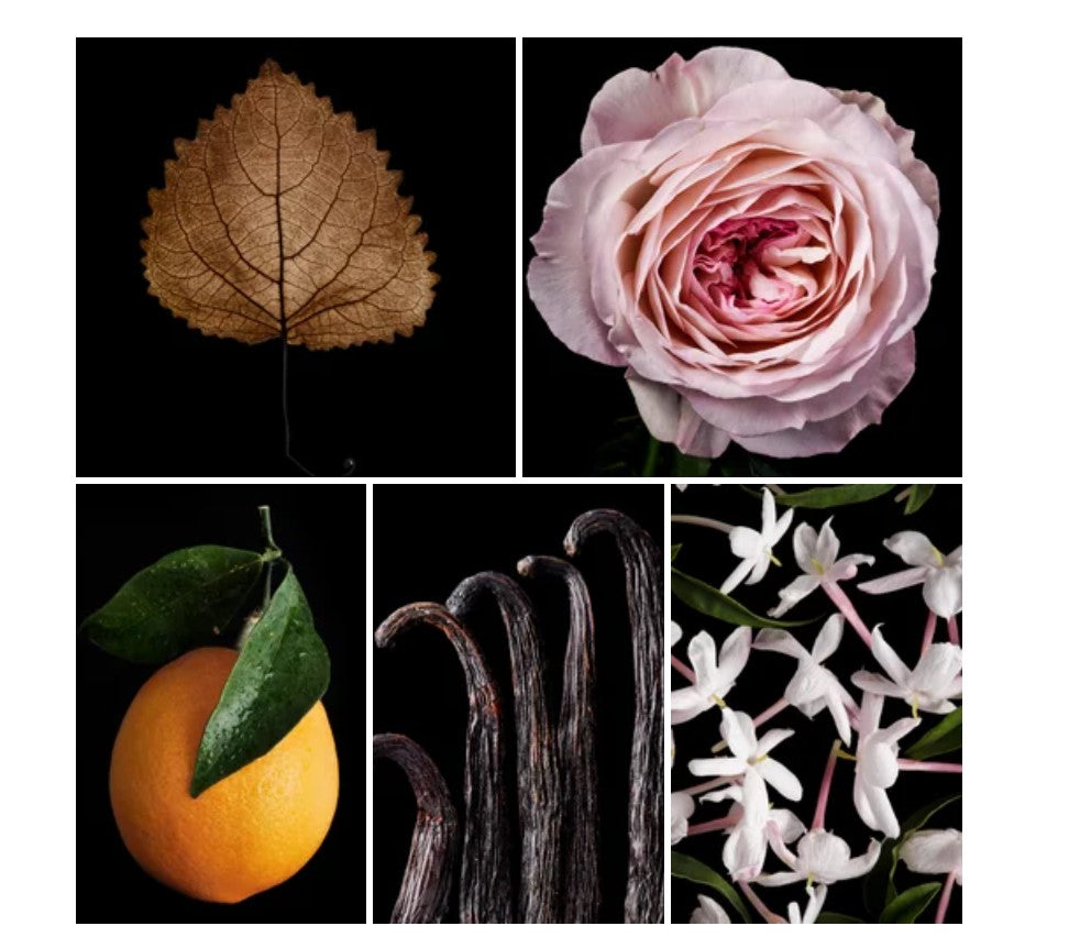 Rita fragrance styled with notes of orange, jasmine, and patchouli