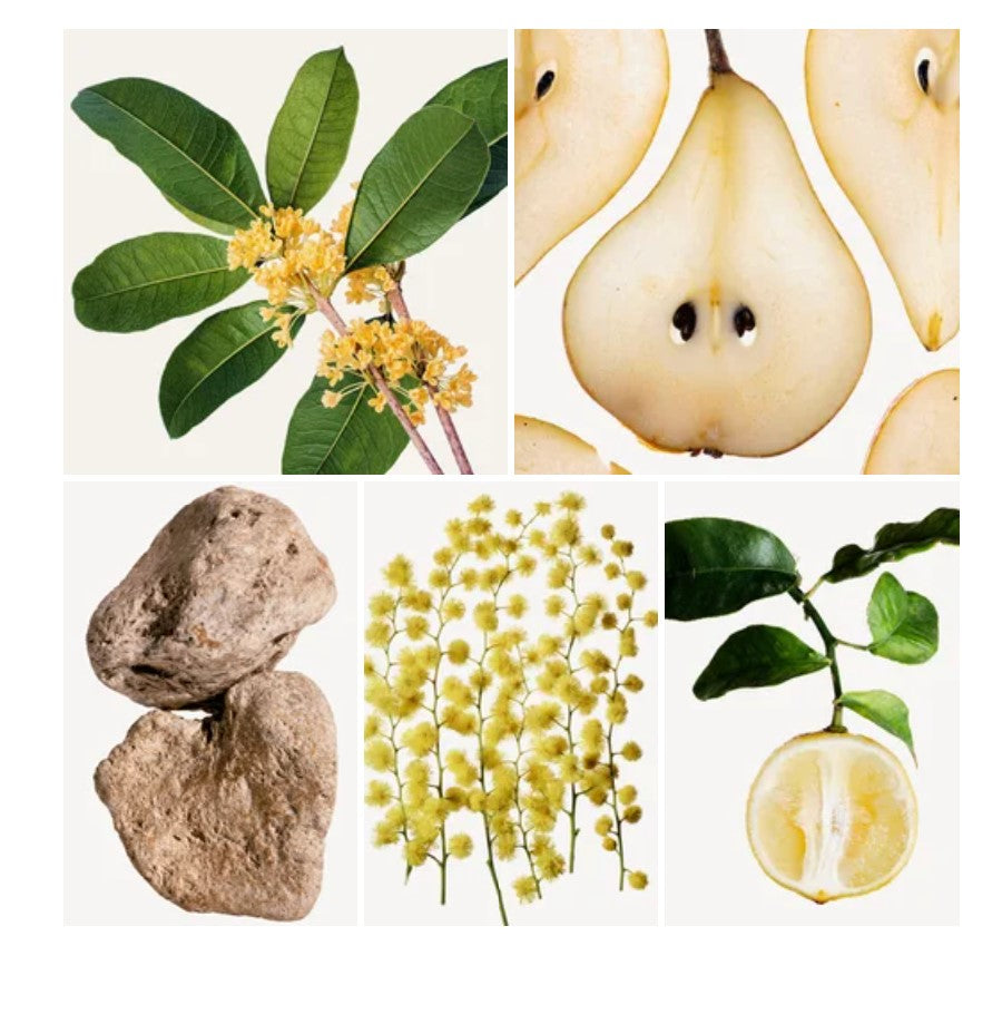 Saida fragrance styled with notes of citron, orange blossom, and musk
