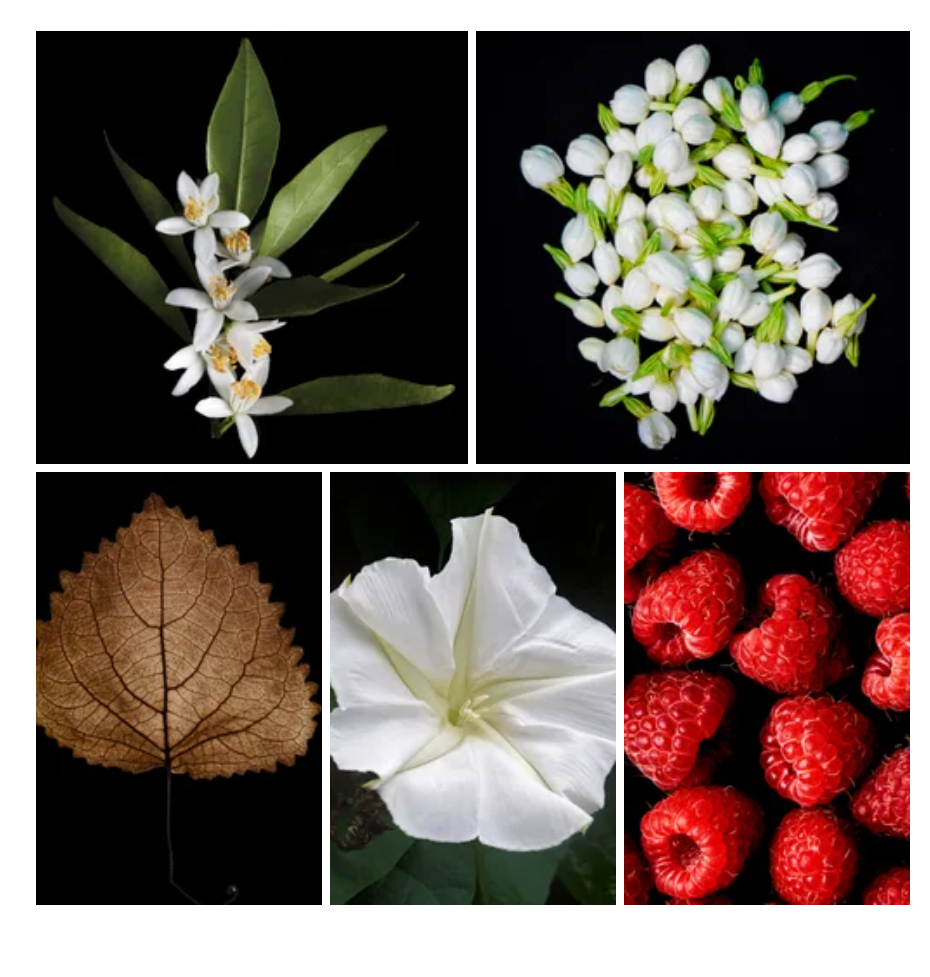 Selma fragrance styled with notes of strawberry, datura, and patchouli