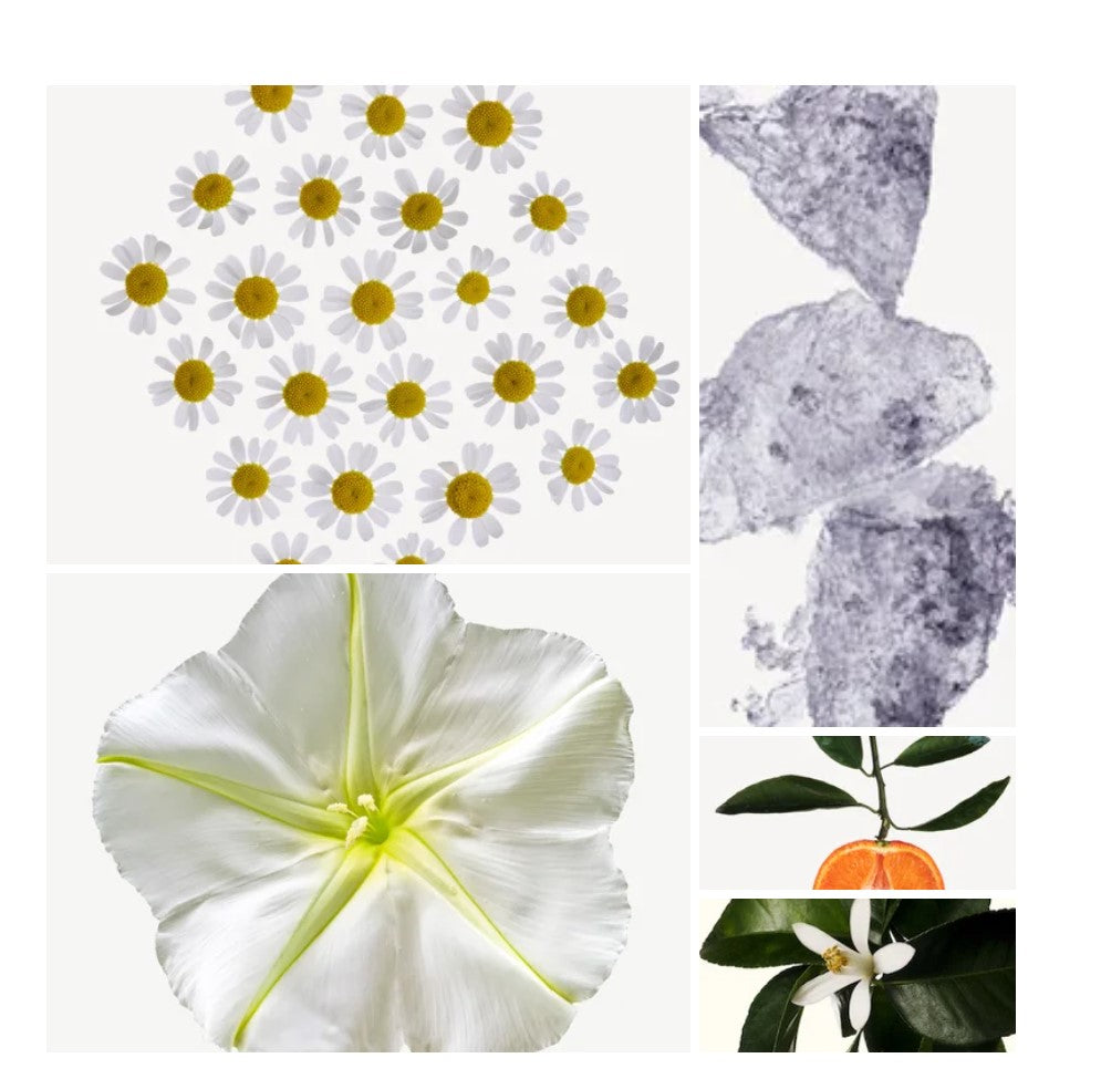 Shams fragrance styled with notes of moonflower, white musk, and soft woods