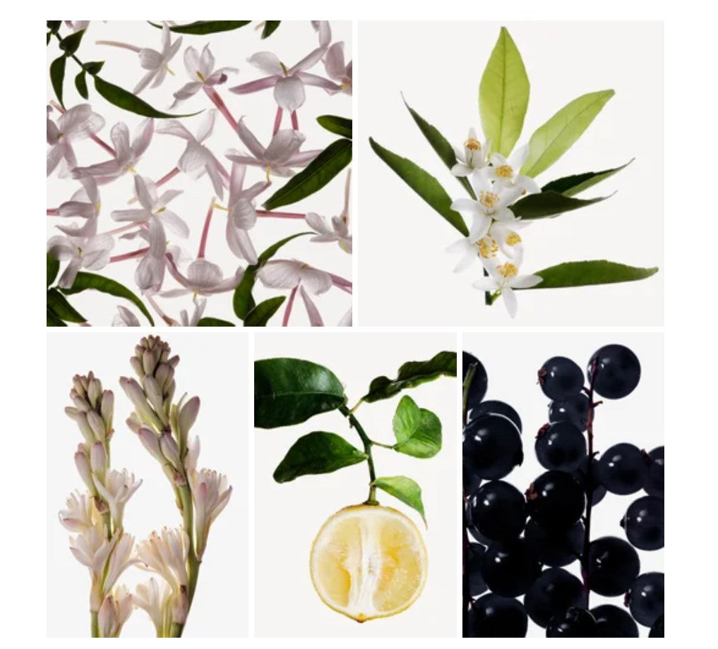 Taima fragrance styled with notes of mandarin, jasmine, and sandalwood