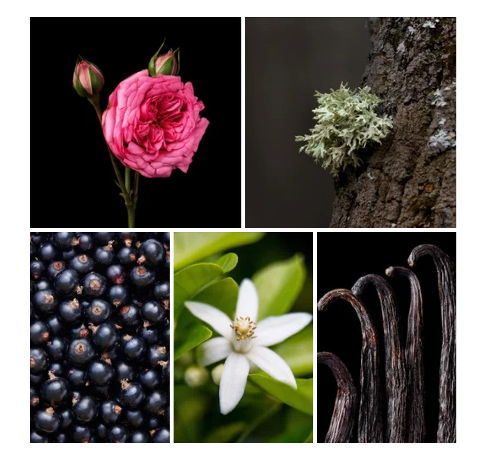 Taj fragrance styled with notes of blackcurrant nectar, may rose, and vanilla