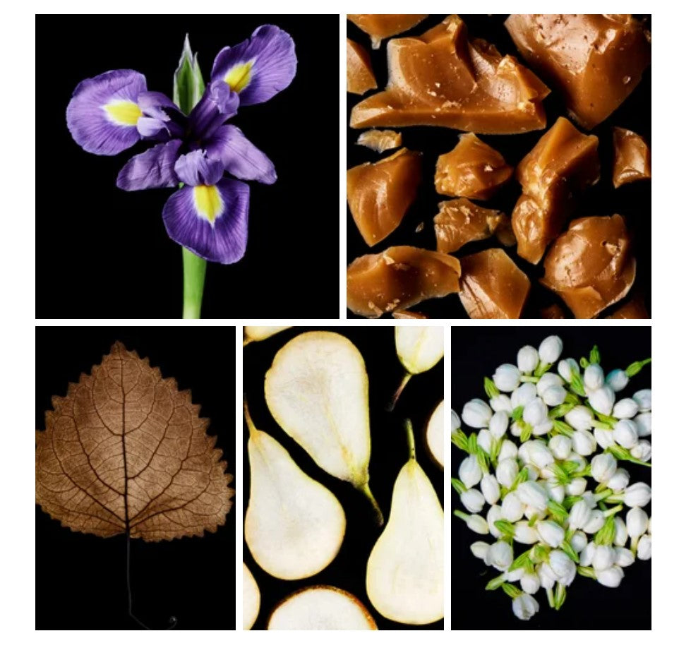 Yara fragrance styled with notes of pear, iris, and praline